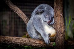 koala endormi contre une branche, par Cris Saur sur Unsplash.com