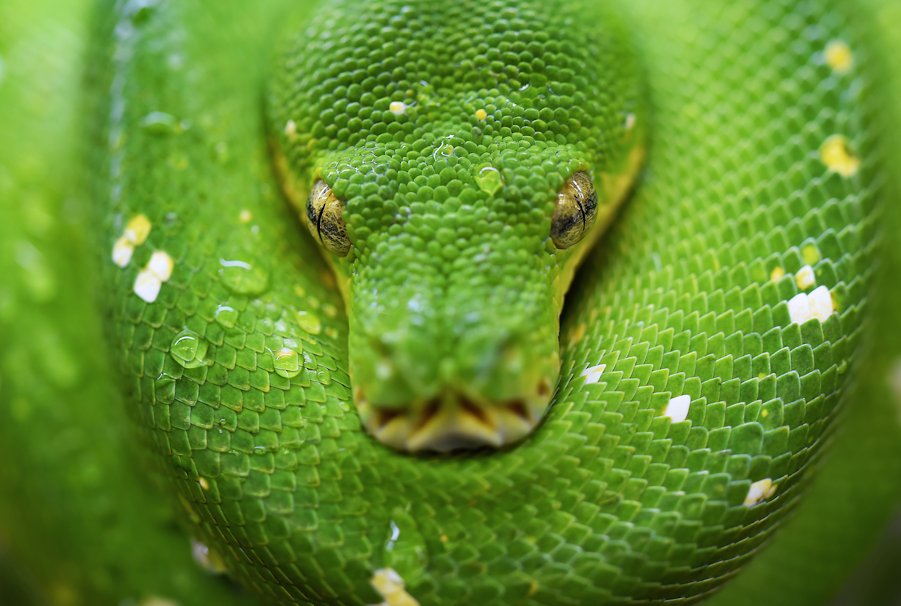 python vert enroulé par David Clode sur Unsplash.com