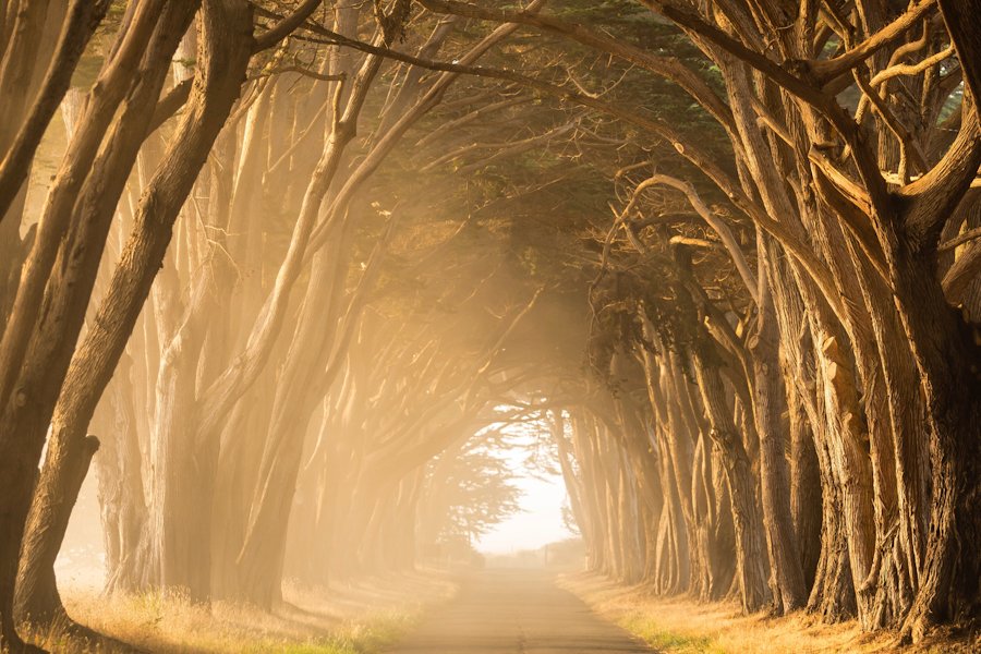 Route bordée d’arbres par Stephen Leonardi sur Unsplash.com